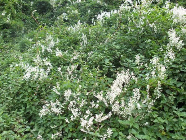 Russian vine / Fallopia baldschuanica