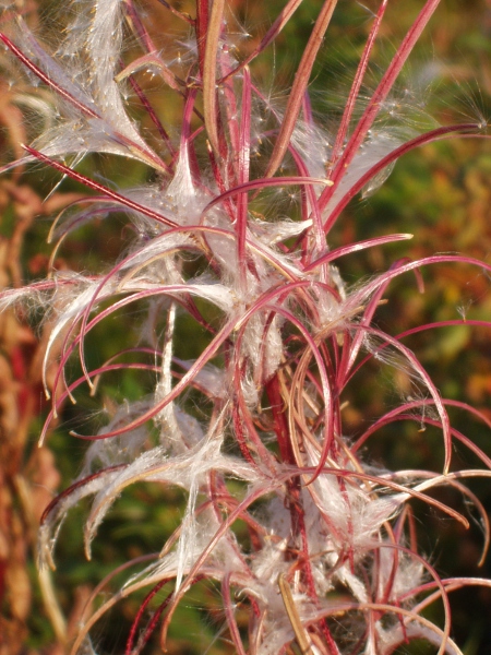 rosebay willowherb / Chamaenerion angustifolium: A single plant of _Chamerion angustifolium_ can produce many thousands of seeds, which can be transported long distances on the wind.