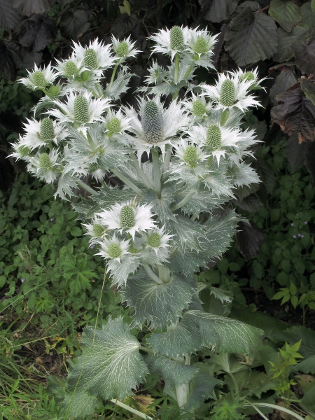 tall eryngo / Eryngium giganteum