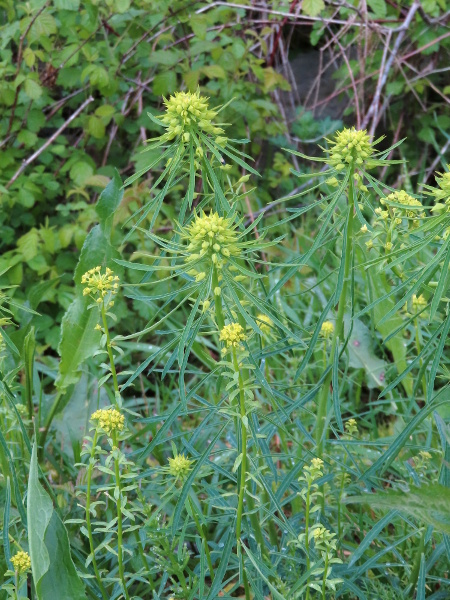 leafy spurge / Euphorbia esula: _Euphorbia esula_ is closely related to _Euphorbia cyparissias_, but has broader leaves that are widest beyond the mid-point.