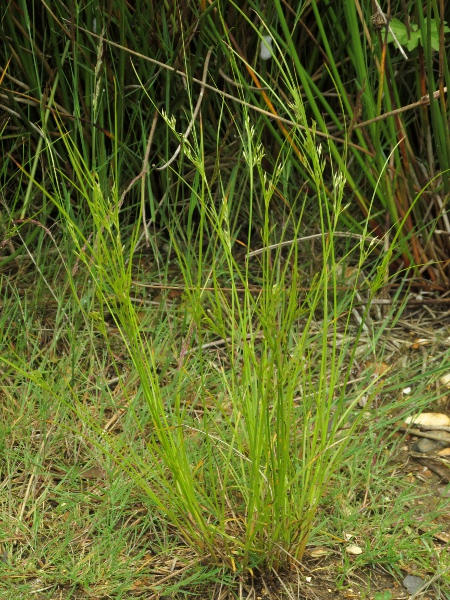 slender rush / Juncus tenuis: _Juncus tenuis_ is native to the Americas, but is now widespread in the British Isles, especially in western Britain and south-east England.