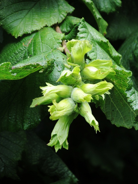 filbert / Corylus maxima: The filbert resembles a hazelnut (_Corylus avellana_), but with much longer bracts that completely hide the nut inside.