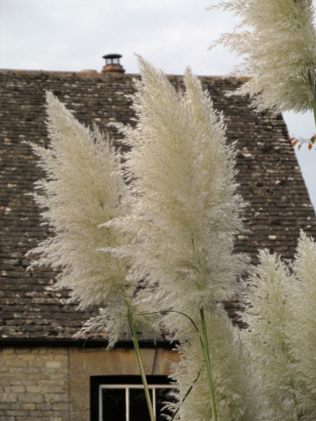 pampas grass / Cortaderia selloana: Inflorescences