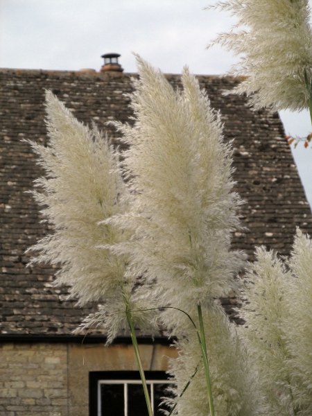 pampas grass / Cortaderia selloana: Inflorescences