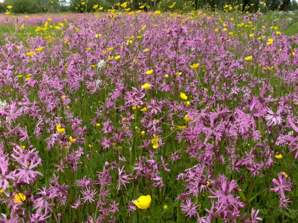 ragged robin / Silene flos-cuculi: _Silene flos-cuculi_ grows in damp meadows, sometimes in very large numbers.