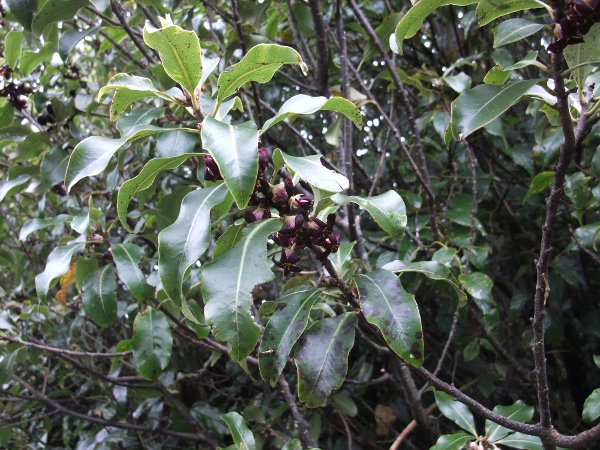 kōhūhū / Pittosporum tenuifolium: _Pittosporum tenuifolium_ is a shrub endemic to New Zealand; it has become naturalised mostly along the south coast of England and south-western England, but as far north as the Moray Firth.