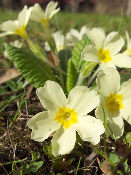 primrose / Primula vulgaris: _Primula vulgaris_ exhibits heterostyly, whereby different plants have different arrangements of stamens and stigmas. In this ‘thrum’ individual, the stamens are long and the carpel is short.