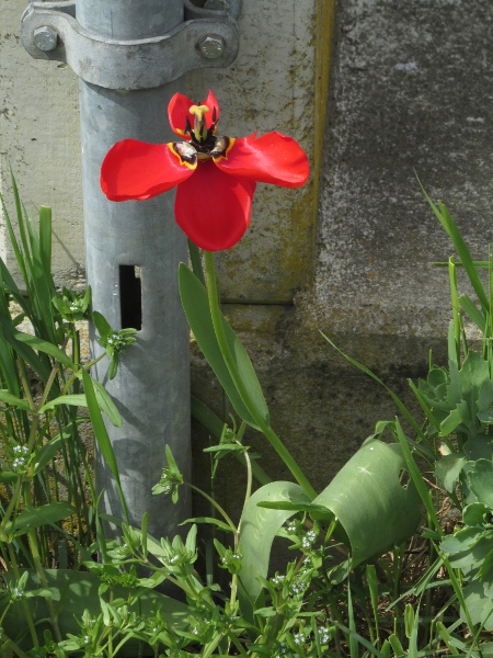 garden tulip / Tulipa gesneriana: _Tulipa gesneriana_ has wider leaves than _Tulipa sylvestris_ or _Tulipa saxatilis_, and its stamens are hairless, even at the base; cultivars are available in many colours, typically with a black blotch at the base of each tepal.