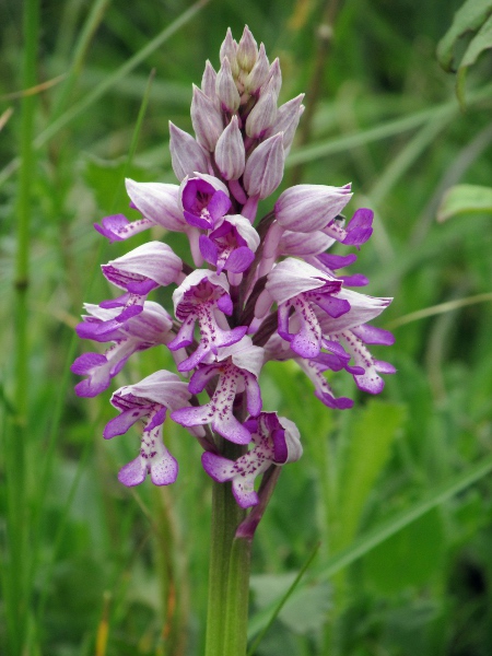 military orchid / Orchis militaris: The end-lobes of the labellum (the ‘legs’) are much wider than the lateral lobes (the ‘arms’) in _Orchis militaris_, unlike in _Orchis simia_, and the ‘helmet’ is pale, unlike in _Orchis purpurea_.