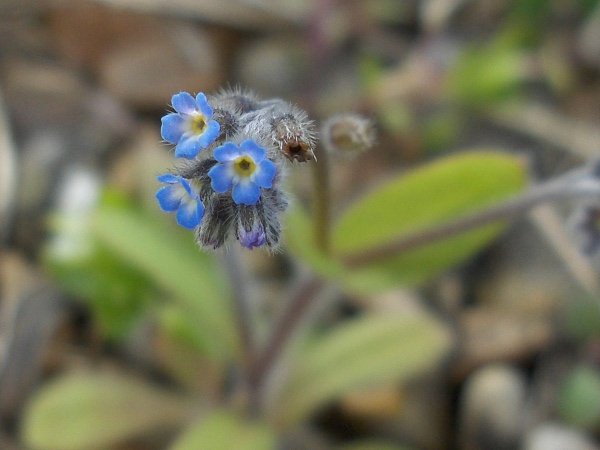 early forget-me-not / Myosotis ramosissima: Flowers