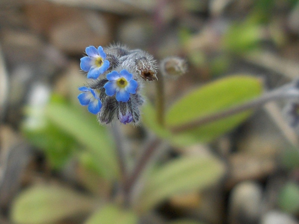 early forget-me-not / Myosotis ramosissima