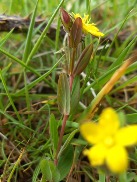 trailing St. John’s wort / Hypericum humifusum: The stem internodes of _Hypericum humifusum_ have 2 shallow ridges, running down from the leaf midribs.