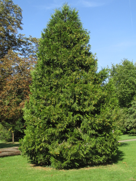 incense cedar / Calocedrus decurrens: _Calocedrus decurrens_ is a tree planted in parks and gardens.
