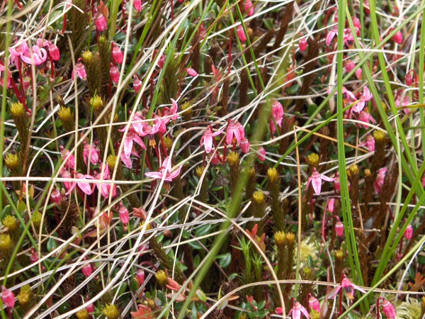 cranberry / Vaccinium oxycoccos: _Vaccinium oxycoccos_ grows in bogs and wet heaths from central Scotland southwards; it is largely replaced in the Scottish Highlands by _Vaccinium microcarpum_.