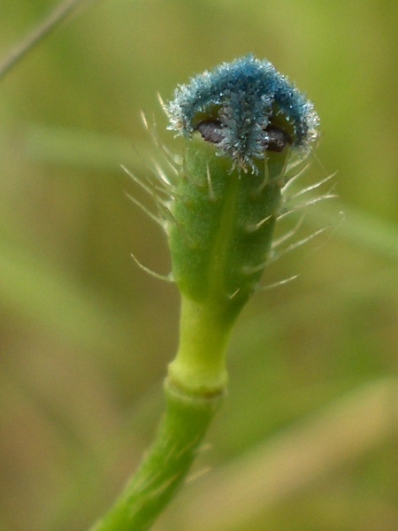 prickly poppy / Roemeria argemone: The fruit of _Roemeria argemona_ has several coarse hairs and c. 4 stigmatic surfaces.
