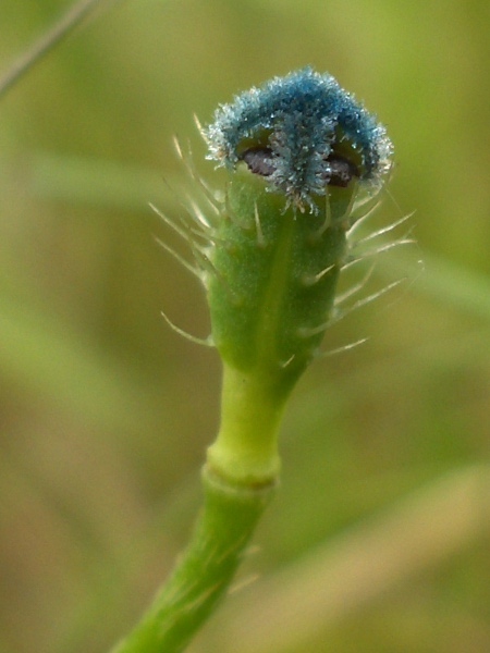 prickly poppy / Roemeria argemone