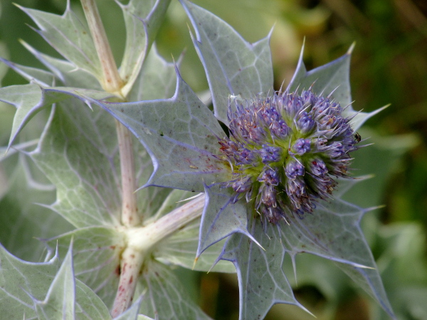 sea holly / Eryngium maritimum: The flowers of _Eryngium maritimum_ are purplish blue, matching the purplish tinge to the strongly glaucous leaves.