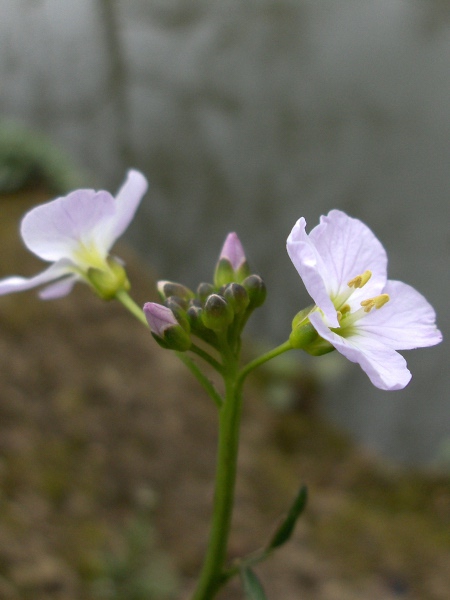 cuckooflower / Cardamine pratensis: The anthers of _Cardamine pratensis_ are yellow, rather than the dark purple anthers of _Cardmine amara_.