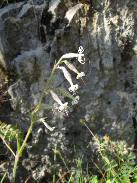 Nottingham catchfly / Silene nutans