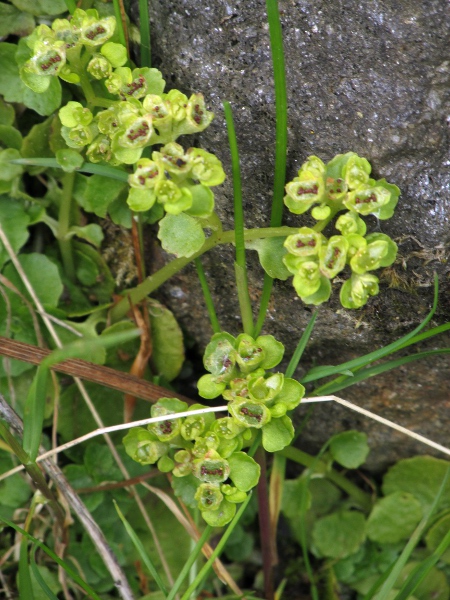 opposite-leaved golden saxifrage / Chrysosplenium oppositifolium: The capsule splits open to release the seeds.