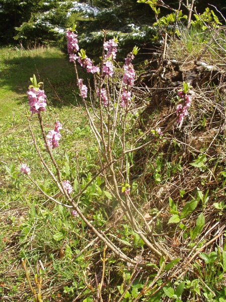 mezereon / Daphne mezereum: _Daphne mezereum_ grows in steep woodland over calcareous bedrock.