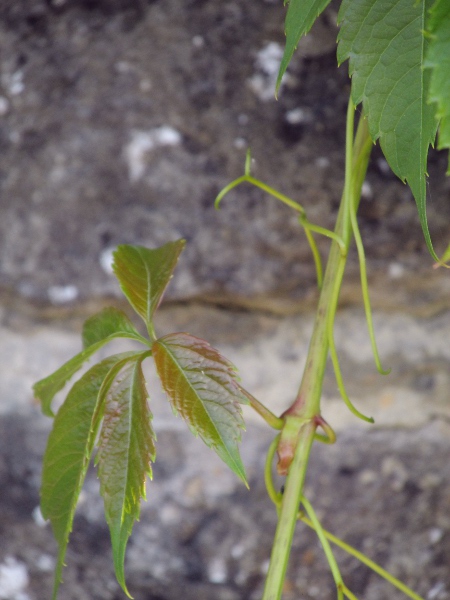 false Virginia creeper / Parthenocissus inserta