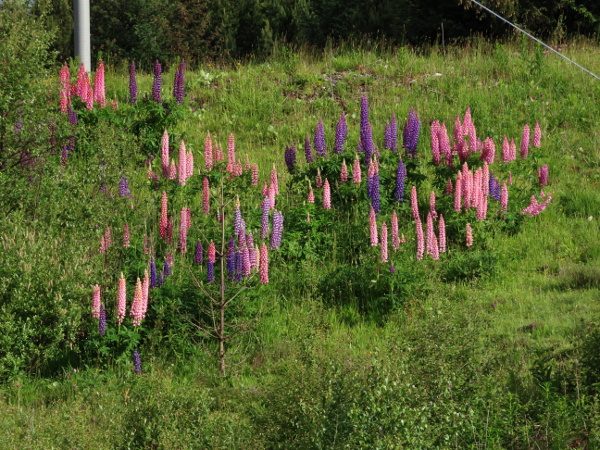 Russell lupin / Lupinus × regalis: _Lupinus_ × _regalis_ is a hybrid between _Lupinus arboreus_ and _Lupinus polyphyllus_, and a frequent garden escape.