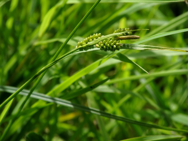 pale sedge / Carex pallescens: _Carex pallescens_ grows in woodland clearing and damp meadows; it has utricles with rounded ends, and hairy leaf-sheaths.