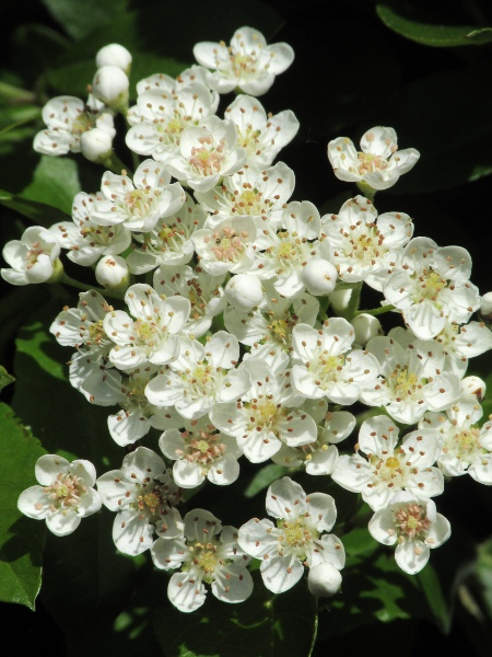 red chokeberry / Aronia arbutifolia: _Aronia arbutifolia_ is a shrub native to eastern North America from Texas to Canada; it has escaped into the wild in a few sites in southern England.