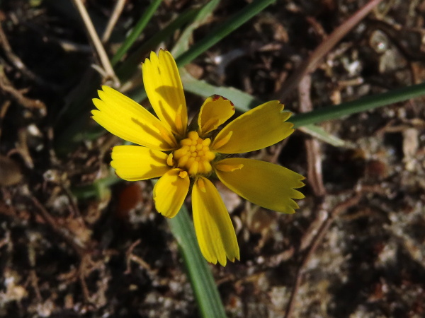 smooth cat’s-ear / Hypochaeris glabra: _Hypochaeris glabra_ only opens its flower-heads in bright morning sunlight; the ligules are only about twice as long as wide.