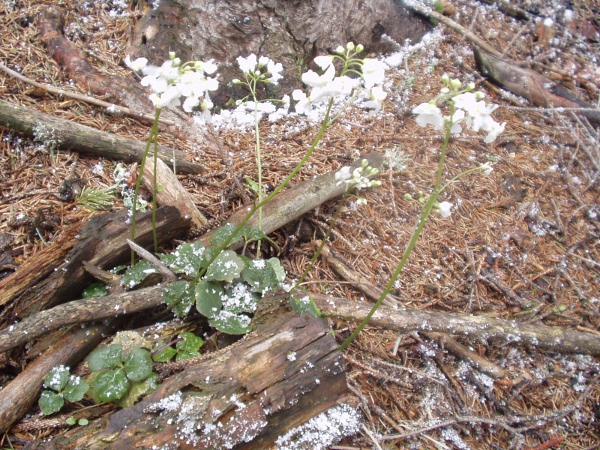 trefoil cress / Cardamine trifolia: _Cardamine trifolia_ is native to the Alps, Apennines and Carpathian Mountains; it is found occasionally in Great Britain as a relic of cultivation.
