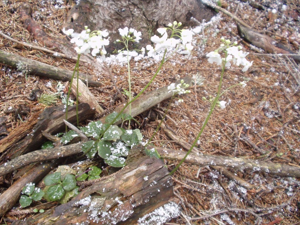 trefoil cress / Cardamine trifolia