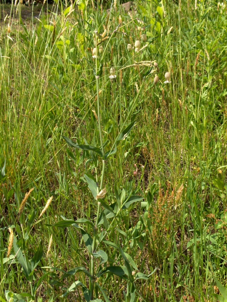 bladder campion / Silene vulgaris: _Silene vulgaris_ grows in rough grassy areas, mostly over limestone and chalk.