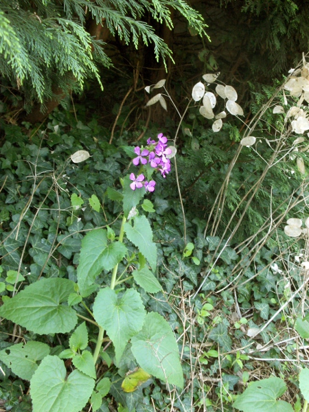 honesty / Lunaria annua