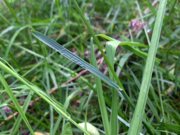wood meadow-grass / Poa nemoralis: Leaf
