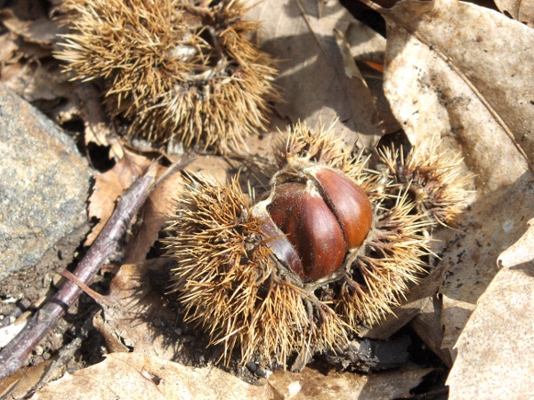 sweet chestnut / Castanea sativa: The fruit of _Castanea sativa_ are chestnuts, and are protected by a densely spiny case.