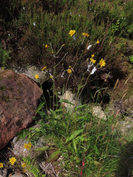 hawkweeds / Hieracium sect. Cerinthoidea: _Hieracium_ sect. _Cerinthoidea_ consists of species that grow in wet, rocky places in the mountains of northern England, Scotland and Ireland, and some coasts in northern Ireland and Scotland.
