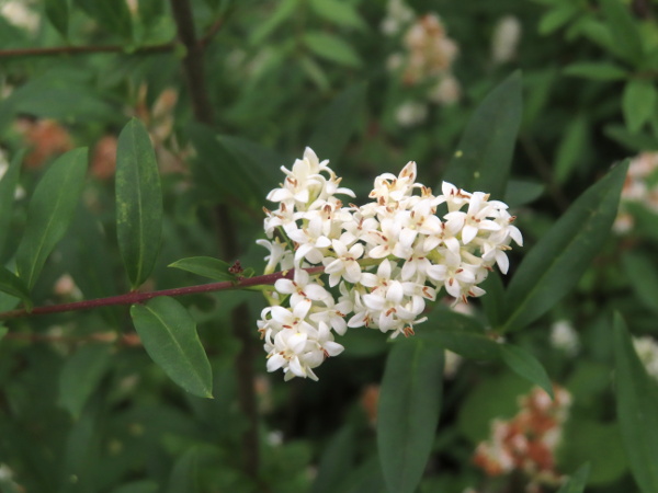 wild privet / Ligustrum vulgare: The leaves of _Ligustrum vulgare_ are much narrower and more pointed than its cultivated cousin, _Ligustrum ovalifolium_.