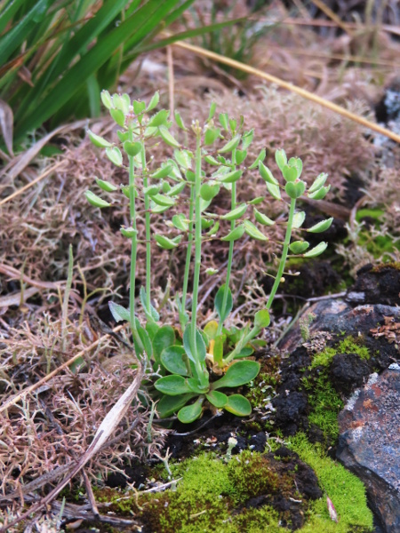 Alpine penny-cress / Noccaea caerulescens: The fruits of _Noccaea caerulescens_ are short, flattened and winged (perpendicular to the septum), with the style reaching or exceeding the tips of the fruit.