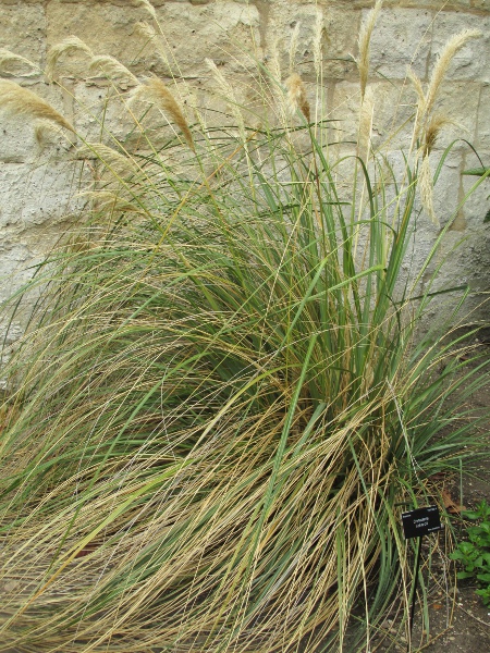 early pampas grass / Cortaderia richardii: Habitus