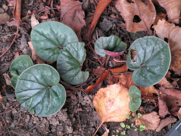 eastern sowbread / Cyclamen coum: The leaves of _Cyclamen coum_ are less angular than in the other _Cyclamen_ species.