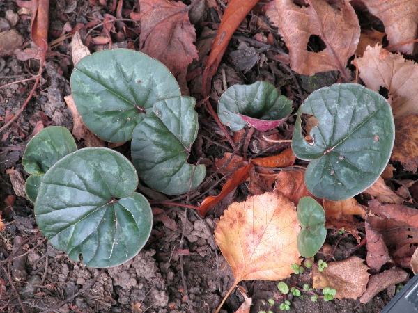 eastern sowbread / Cyclamen coum