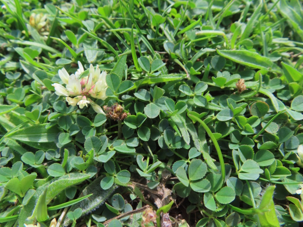western clover / Trifolium occidentale: _Trifolium occidentale_ is a low-growing coastal clover that is similar to the ubiquitous _Trifolium repens_; its leaves are, however, smaller and never have the white markings seen in _T. repens_.