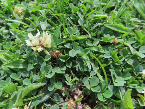 western clover / Trifolium occidentale: _Trifolium occidentale_ is a low-growing coastal clover that is similar to the ubiquitous _Trifolium repens_; its leaves are, however, smaller and never have the white markings seen in _T. repens_.