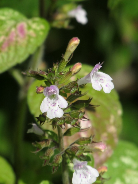 common calamint / Clinopodium ascendens: The shape of the calyx is important; in _Clinopodium ascendens_, the lower 2 lobes are 2–3 mm long (shorter in _Clinopodium nepeta_; longer in _Clinopodium menthifolium_).