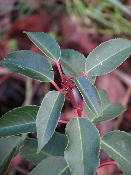 Portugal laurel / Prunus lusitanica