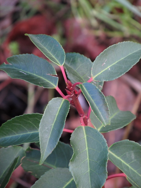 Portugal laurel / Prunus lusitanica: _Prunus lusitanica_ is a popular hedging plant with red petioles and first-year twigs.