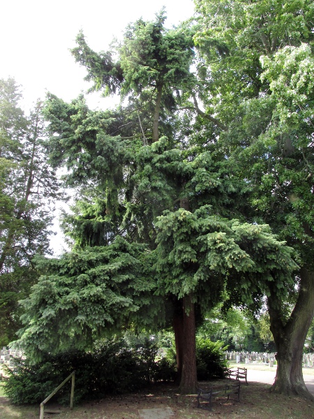 Douglas fir / Pseudotsuga menziesii: _Pseudotsuga menziesii_ is native to western North America, but is widely planted elsewhere; the species includes the tallest trees in the British Isles.