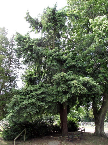 Douglas fir / Pseudotsuga menziesii