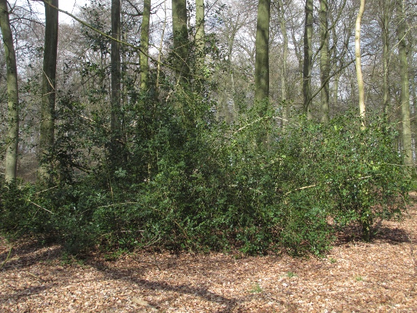 holly / Ilex aquifolium: Wild, native holly is found in the understorey of deciduous woodlands.